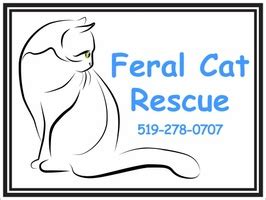 Feral Cat Rescue - Cat Rescue, Cats for Adoption, Cats Shelter