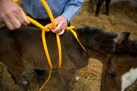 Newborn Horses Give Clues to Autism | UC Davis