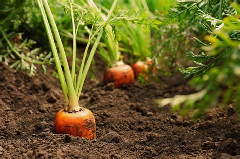 Carrots Growing In Soil - Coverdrone