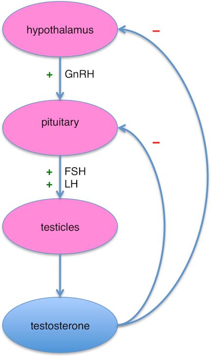 Testosterone Hormone Feedback Mechanisms | AP® Biology | Practice | Albert