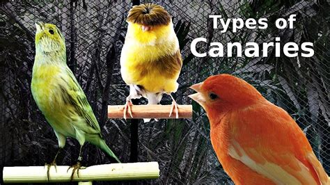 Types of Canaries - YouTube