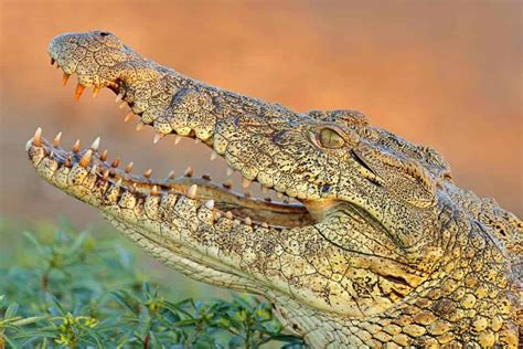 World of Crocodiles: Species, Anatomy & Behaviors - Nature Roamer