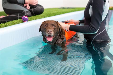 Hydrotherapy For Dogs - How It Works And Why You Should Try It | Scuba ...