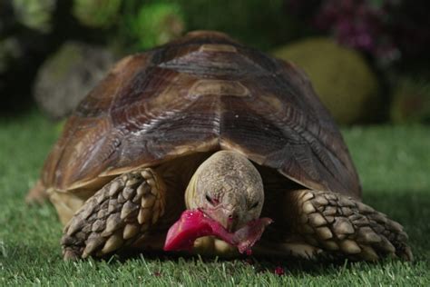 What Vegetables Can A Sulcata Tortoise Eat? A Guide to Safe and ...