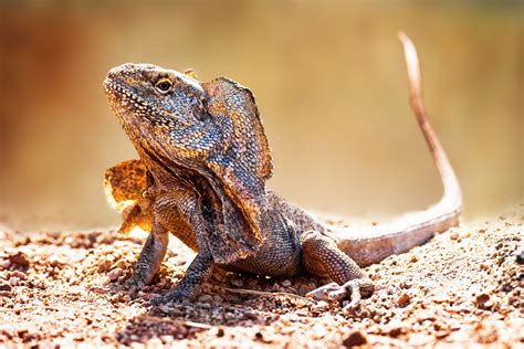 Répteis escamados (Squamata) - Biologia - InfoEscola