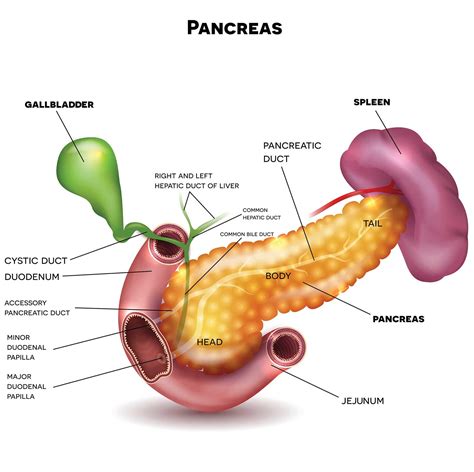 pancreas - JoseHolcomb Blog