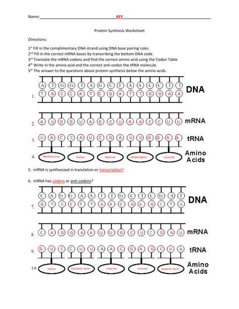 protein synthesis worksheet key