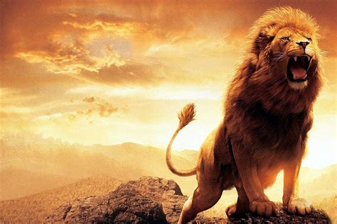 Download Roar Animal Lion HD Wallpaper