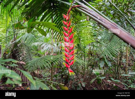 Bright red heliconia rostrata in the Amazon rain forest in Peru Stock ...