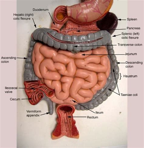 anatomy of digestive system for lab practical Diagram | Quizlet