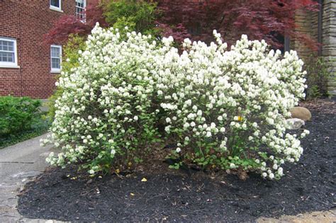 Mt. Airy Fothergilla