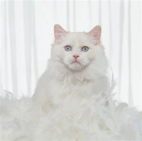 White Cat With Feathers Photograph by GK Hart/Vikki Hart