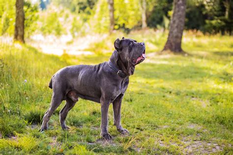 Cane Corso Colors: All Colors Explained (With Pictures)