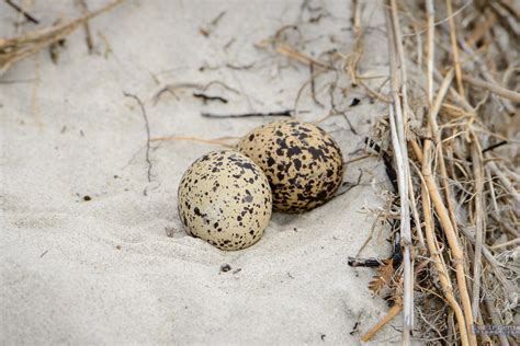 Oystercatcher eggs on a beach - Tasmania 360