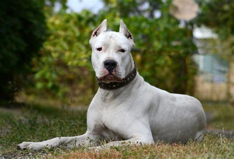 Dogo Argentino: Size, Temperament and Health Dane Puppies, Pitbull ...