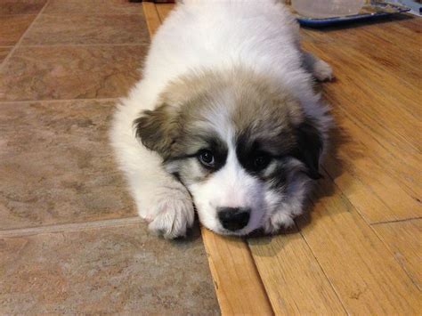 My new rescue Great Pyr puppy, Sully! | Great pyrenees, Puppies ...