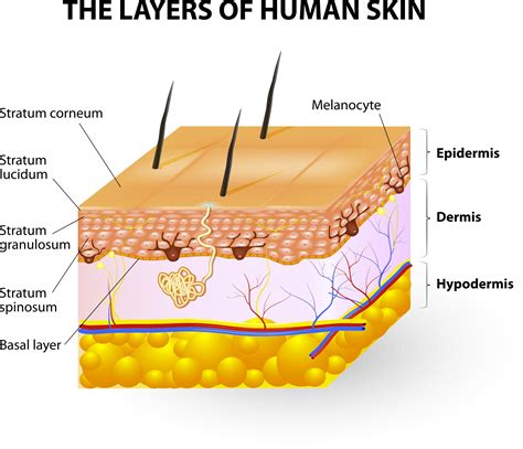 Avoiding ‘wrinkles in time’: Using tissue engineered grafts to model ...