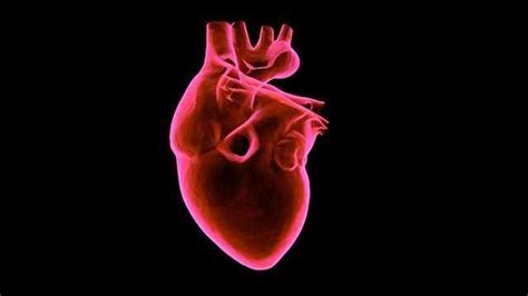 Stiff Heart Syndrome Linked to Altered Microtubules | Technology Networks