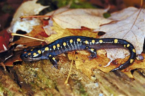 Salamanders' Natural Habitat | Sciencing