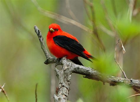 Scarlet Tanager -Piranga olivacea | Wildlife Journal Junior