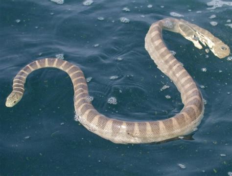 Beaked Sea Snake – "OCEAN TREASURES" Memorial Library