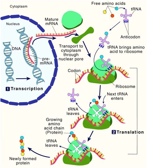 The Strategy of Protein Synthesis - Being Teaching 2024