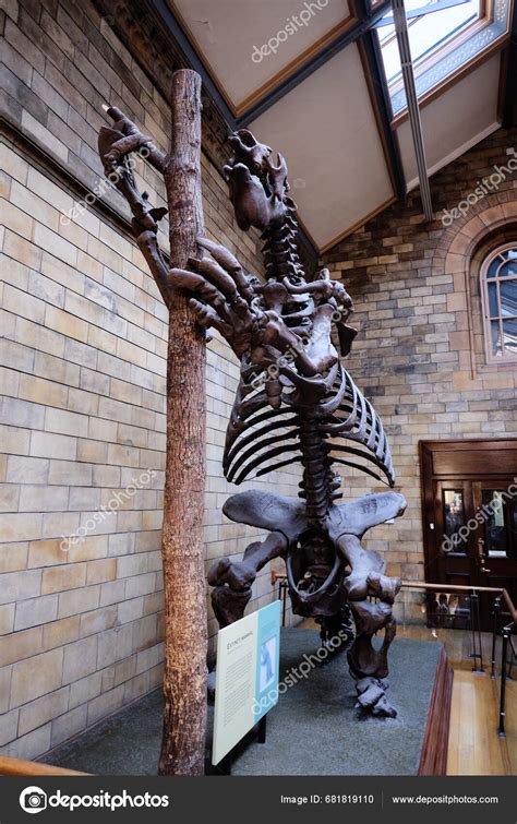 Dinosaur Skeleton Natural History Museum London October 2023 London ...