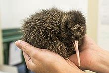 Okarito kiwi - Wikipedia