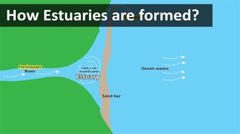 Estuary Diagram For Kids