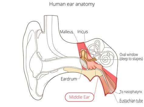 ear anatomy middle ear