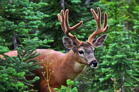 Mount Rainier National Park Animals | Mount Rainier National Park ...