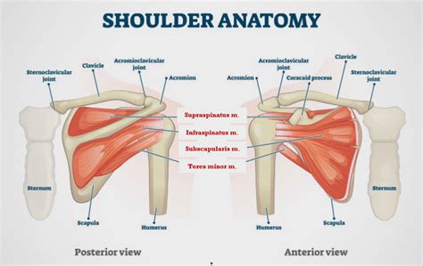 Anatomy of the Shoulder – Edmonton Bone & Joint Centre