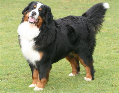 wallpaperlibrary.net | Burmese mountain dogs, Dog breeds, Bernese ...