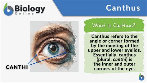 Canthus Definition and Examples - Biology Online Dictionary