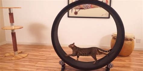 Kickstarter raises over $100K to build a giant hamster wheel for cats ...