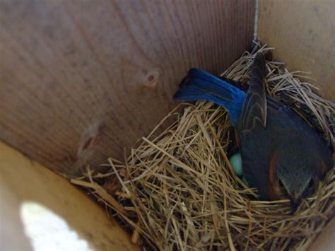 Bird In Everything: Blue Bird Nest