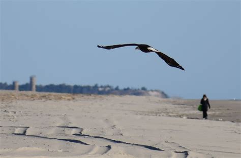 eagle on beach 8 - delaware-surf-fishing.com