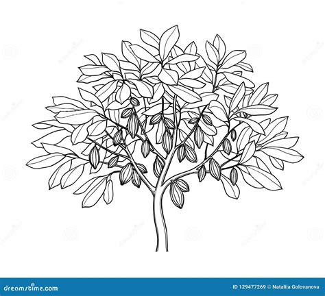 Cocoa Tree Illustration, Drawing, Engraving, Ink, Line Art, Vector ...