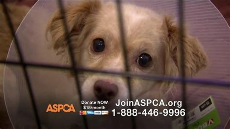 Who Narrates The Aspca Commercial 2024 - Nanny Vanessa