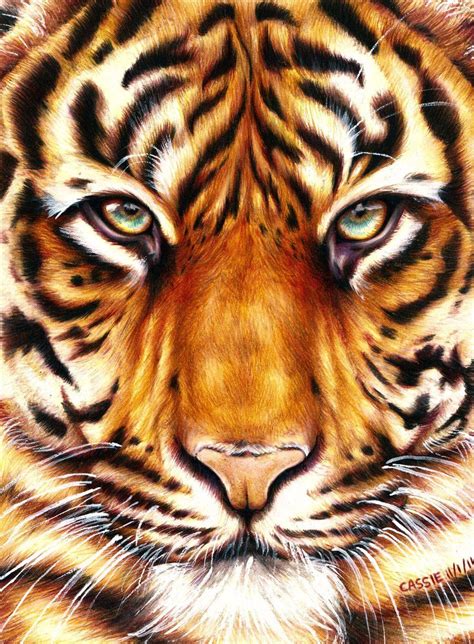 Tiger - Amazing Animal Drawings From Great Pencils | Illustration ...