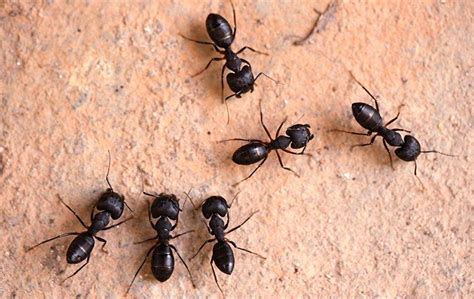 Blog - Here's A Quick Way To Tell If You Have A Carpenter Ant Problem ...