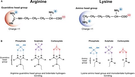 Lysine Structure Charged