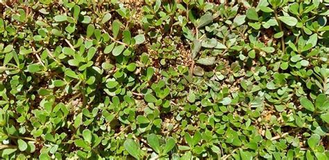 The Purslane Controversy — Garden City Harvest