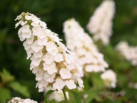 Hydrangea Basics | Better Homes & Gardens