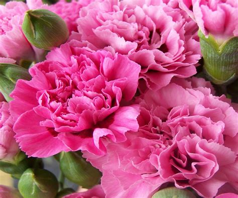 Pink Carnation Wallpapers - Wallpaper Cave