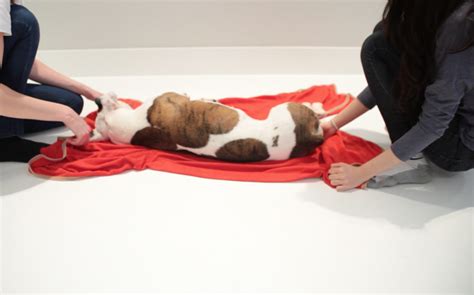 Spinal Injuries - First Aid for Pets