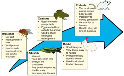 7 Examples of Multicellular Organisms as Research Models in ...