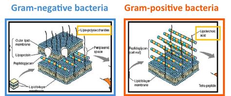 What is the Difference Between Teichoic Acid and Lipoteichoic Acid ...