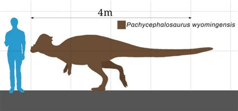 12 Dome-Headed Pachycephalosaurus Facts - JellyQuest