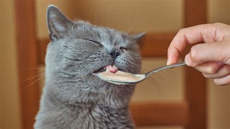 Soup for cats: Three nutritious recipes to nourish your feline friend ...